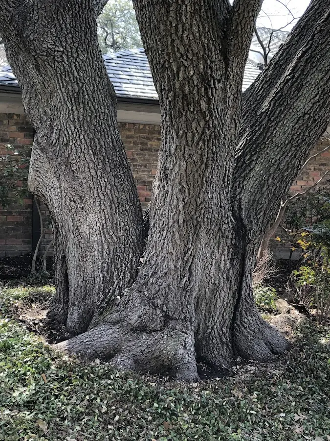 Mature heritage tree close to a Slippery Rock property cared for by certified arborists
